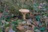 DSC07618.jpg
