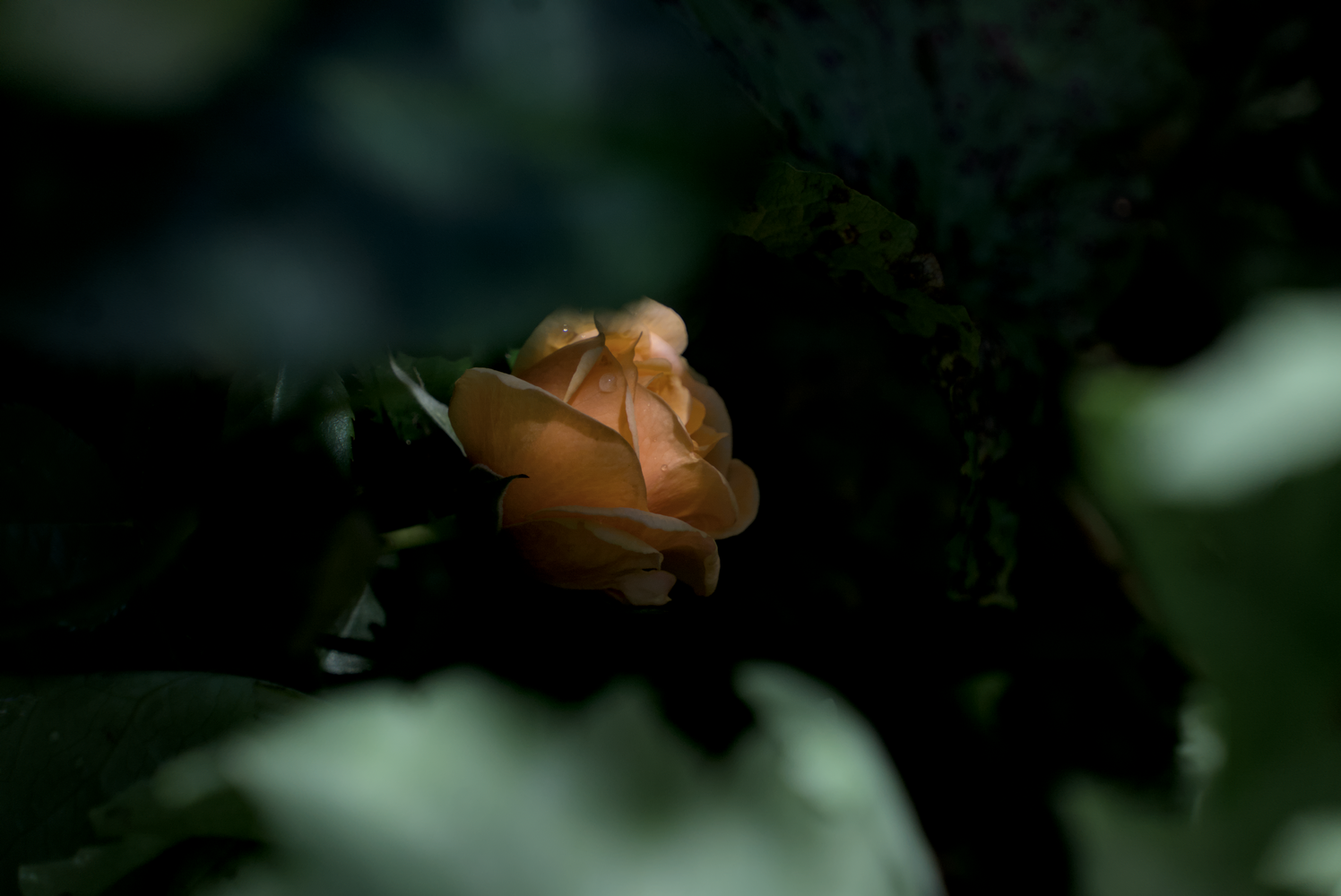DSC02928.webp