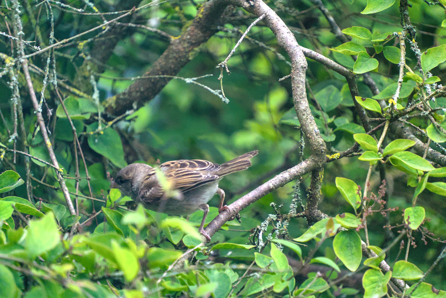 DSC03195.webp