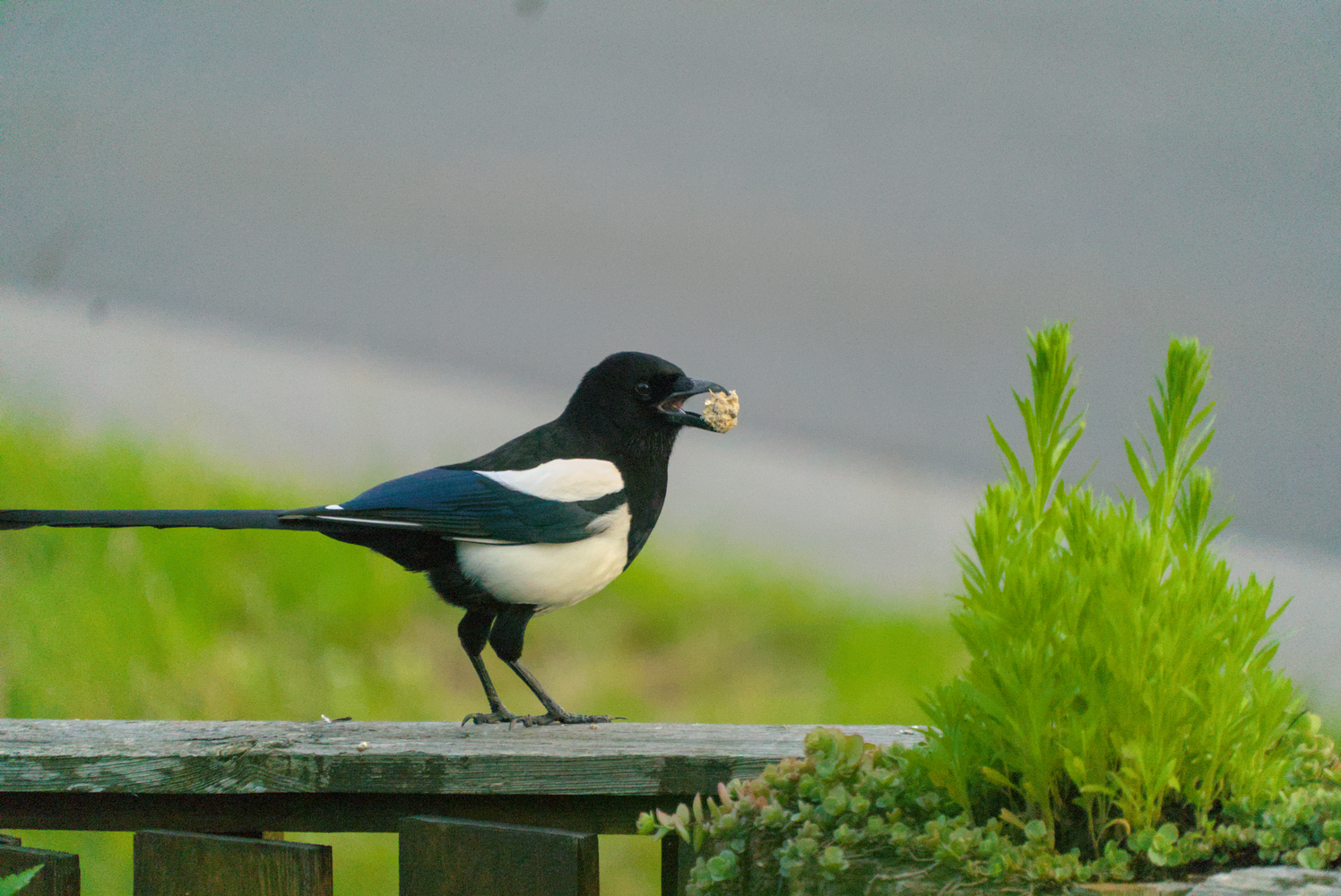 DSC03189_01.webp